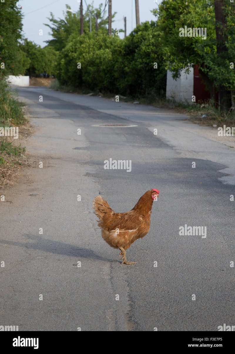 Netherlands - chicken road online